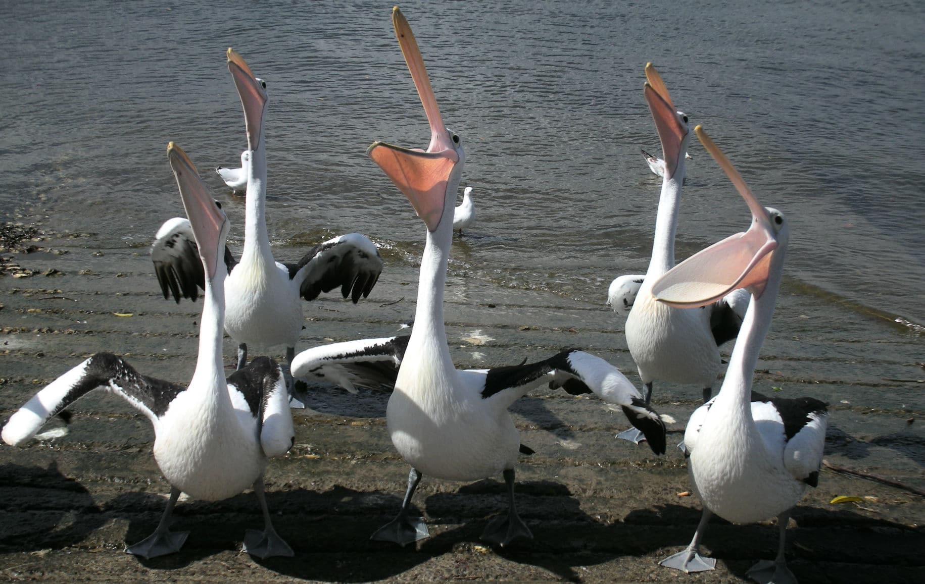 pelicans by water
