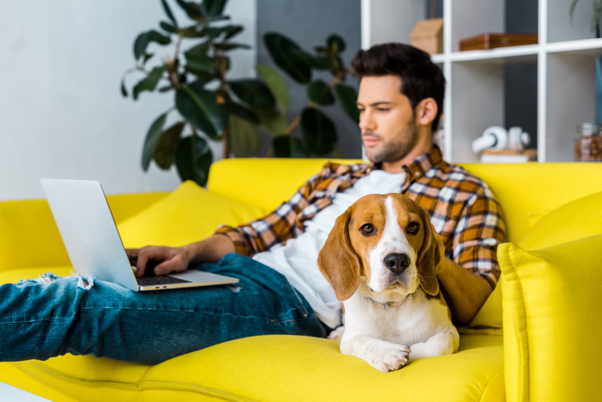 Man working from home, self Isolation and calmed by beagle dog
