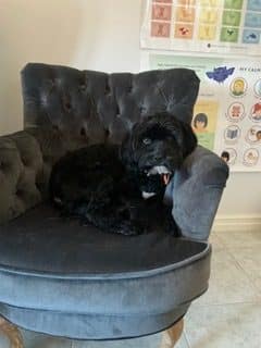 Bella the therapy dog relaxing on her chair in Perth