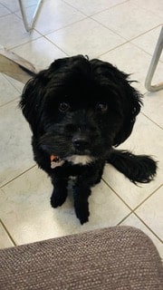 Bella the therapy dog sitting calmly indoors
