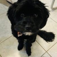 Bella the therapy dog sitting calmly indoors